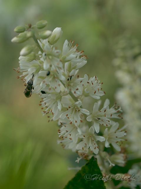 Clethra alnifolia Hummingbirth1.jpg